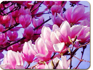 magnolias