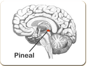Pineal Gland in the Brain